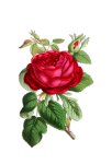 Malowany kwiat róży