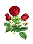 Rose Blume Blüte Malerei