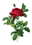 Vintage floare de artă de trandafir