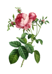 Rose Blüte Blume Vintage