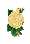 Vintage floare de floare de trandafir