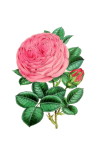 Flor de rosa vintage
