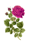 Růže malované kliparty