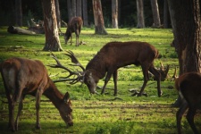 Red Deer Stag Herd Of Roe Deer