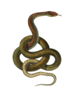 Vecchia pittura vintage di serpente
