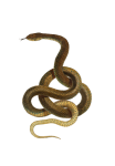 Fondo transparente serpiente