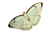 Mariposa polilla clipart art