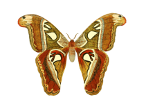 Motyl owad clipart