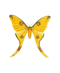 Vlinder insect clipart art
