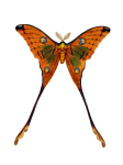 Schmetterling Insekt Clipart Kunst