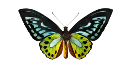 Borboletas mariposa arte vintage