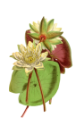 Water Lily Painted Art Clipart
