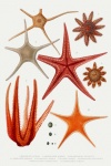 Estrella de mar Mediterráneo Vintage ant