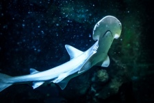 žralok pod vodou