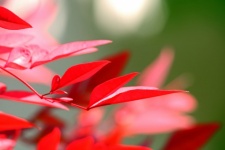 Slender red leaves of holy bamboo
