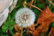 Soft white dandelion seed fluff
