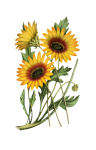 Sunflower Painted Art Clipart