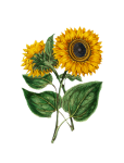 Floarea-soarelui Pictate Art Clipart