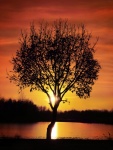 Água da árvore do pôr do sol
