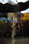 Spanish moss hanging