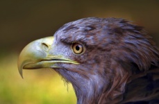 Golden Eagle Bird Of Prey Portrait Photo