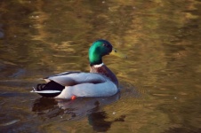 Mallard Duck Drake Lake