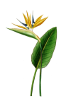Strelitzia papagáj virága kivirul