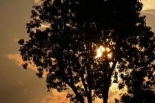 Sunburst through silhouetted tree