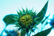 Sunflower bud with bug peering