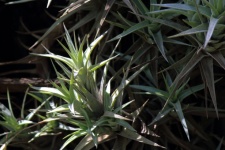 Sunlight on spiky epiphyte leaves
