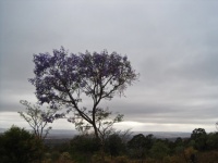 Tall flowering jacaranda tree