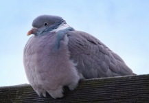 Pigeon oiseau plumage ville