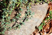 Thyme Growing Next To A Smooth Rock