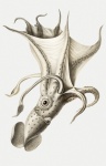 Kałamarnica Octopus Octopus Vintage