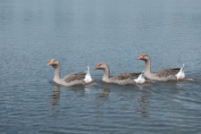 Tres gansos en el estanque