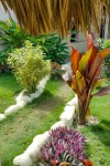 Tropisk trädgård