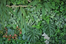 Tropikalne rośliny zbliżenie tło