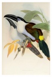 Toucan fågel vintage konst