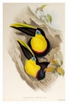 Arte vintage do pássaro tucano