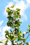 Upwards View Of Changing Leaves