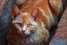 Vue du chat roux aux yeux verts