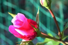 Kilátás rózsaszín rózsa rügy egy rózsa