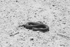 Viper zwinął się na piasku