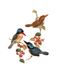 Birds Kingfisher Vintage Art