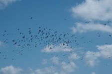 Flight Of Crows