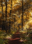 Lesní cesta cesta podzim