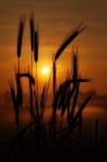 Weizen Roggen Sonnenaufgang rot