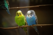 Budgie parakeet parrot bird