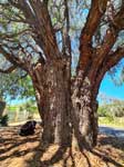 西澳大利亚薄荷树