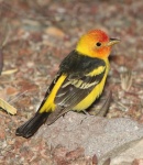 Tanager occidentale